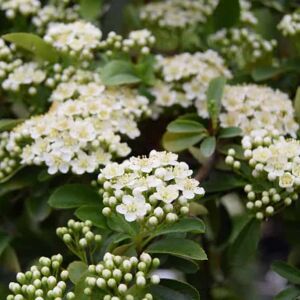 Pyracantha Dart's Red ('Interrada') 60-80 cm